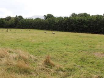 Sites For Sale, Corrie Beg, Bagenalstown, Co. Carlow - Image 2