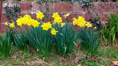 The Moon Shadow,125 Goat Street,Dingle,Tralee,Co. Kerry, Dingle, Co. Kerry