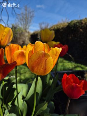 The Moon Shadow,125 Goat Street,Dingle,Tralee,Co. Kerry, Dingle, Co. Kerry