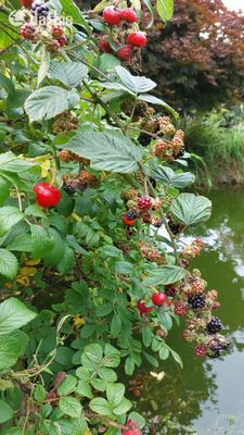 The Moon Shadow,125 Goat Street,Dingle,Tralee,Co. Kerry, Dingle, Co. Kerry